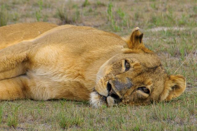 Liuwa Plain National Park